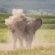 Elephant kicking up dust